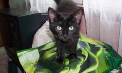 1 Black Female Kitten !!!!!
 
902-689-2751