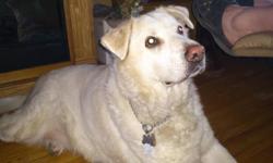 I have a Collie/Huskie/White Lab mix, looking for a good home.  We are moving and it is difficult to find housing that will accept pets.  He is house broken, quiet, friendly towards people.  He is in good health, neutered. We have sold our house and the