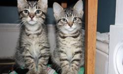 I have two beautiful tabby kittens who are ready for new homes. They have been raised receiving lots of love from my children and bulldog, so they're extremely affectionate. We have one female, who is very cuddly, and one male, who is very playful.