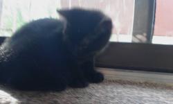We have 2 kittens that we need to adopt out. We have moved to Alberta and were not able to take them with us. There was supposed to be a couple that was going to take them on the 25th but alas they did not. They are very beautiful and very loving, the