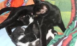 4 FREE ADORABLE KITTENS ...1--BLACK, 3--BLACK & WHITE .LITTER TRAINED, EATING SOLID FOOD. MUST GO TO FOREVER PET FRIENDLY HOMES.. READY TO GO