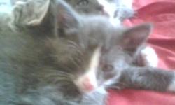3 Very cute gray and white kittens. Trained and very affectionate. Have the mother also. I am moving and cant bring them . My kids are getting to attached to them and im also allergic. I took the mother in a yr and  a half ago , she was living outside.