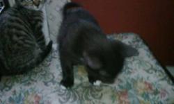 3 adorable kittens for free to loving home, litter trained. 1 black with white feet, 1 black with white chest, 1 tabby.