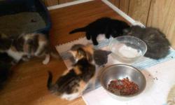 5 Kittens available for good home. As shown in Picture. 8 Weeks old. Call 7059278551.