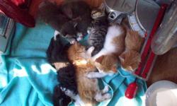 Located in Lower Sackville! Kittens are ready to go ASAP! Eating hard food and are litter trained! Please call anytime if interested! DO NOT EMAIL