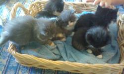 Beautiful and Free
These Kittens are well adjusted to kids, dogs, and cats. They are ready for good homes. Black/white, and Grey/white fluff balls
We live in Warkworth