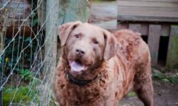 Offering our male Chesapeake Bay Retriever free to a good home. He is 4 years old with reddish brown hair. He is large, very strong and high energy. He loves people and needs someone who can spend time with him.
Located in Mission. Call or email if