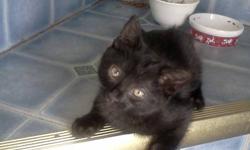 Bear is a beautiful completely black 9 week old male kitten. He is very playful, litter trained and on both hard and soft food depending on what you would prefer to give him. He has been around dogs and young children.  He has been vet checked because
