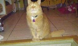Orange male cat about 12 years old.
He has had all his shots, Declawed, and is Fixed
Loves to be around people.
Will greet all your guests with the hope of being petted.
My daughter has developed allergies so he has to go.
 
Would make a great therapy cat