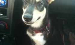 Mia is a female husky mix and an amazing puppy fun full of energy very dramatic and funny to watch and listen to her sounds. she is around 7 months. She has all her shots however is not spayed. I love her to death but dont have the time she deserves and