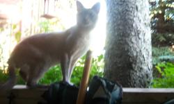 We found this poor stray male Siamese (We think) in our back yard and have been taking good care of him however he needs a home before winter! He is very good with kids, he loves people. However he is not very good with other cats. His age is unknown and