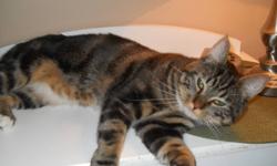 My name is Thomas and I need rehoming! my master moved away to a place where cats cant stay. I am  very sweet and very very friendly and cuddly! I have a tabby face with beautiful marble markings all over! I am also very play full! and gentle! I am