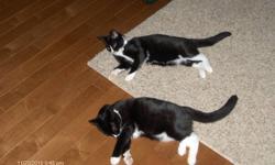 Two Domestic Short hair Kittens are just 12  months old and looking for a new loving home.  Dragon & Felix are brothers from the same litter and were purchased from the PEI Humane Society and are neutered.  Both have all shots and are healthy cats.  They