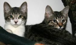 I helped rescue 3 abandoned kittens (see Taz separate ad) Sept.16th. These brothers & sister were roughly 8 weeks old at the time. They have been bathed, given their first kitten shot (Sept.17th), revolution for De-worming and Fleas. They're on hard food,