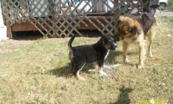 4 shepherd cross puppies, all female...The mother was a stray who showed up pregnant at my mothers house and ended up having her puppies under the porch, so we arent sure exactly what breeds are mixed in these pups, but we are pretty sure the father is a