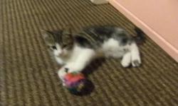 1 female kitten looking for good home.
one striped 10 week old female kittens looking for a good home. she is great with kids and other animals. shes are very playfull and cuddley.  she are fully litter trained and eating kitten food. 
 
contact us:
 
705