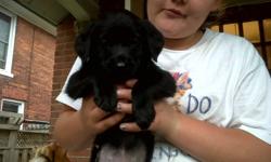 Flea treated with advantage, de wormed  
come from a litter of 9
raised so far by family with 4 kids.
3 left, all female . 2 black 1 yellow
full of personality.
must go!
927 3561