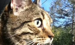 This cat was a stray She is a young, healthy, friendly, tabby cat. Her front paws are declawed and we believe she maybe fixed. She is not micro chipped and does not respond well to dogs. We have had her for a week but  My mom is allergic so she needs to