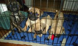 Four French Bulldog/Pug puppies for sale.
First set of shots 01-Oct-2011 & tails docked.
These little guys are cute and love to cuddle. They make great companion dogs. 2 Females (3rd & 4th pic's) and 2 Males (1st & 2nd pic's) available from a litter of