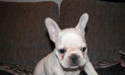 2 females left. Cute and cuddly purebred honeybull french bulldog puppies.  Come meet the cutest frenchies in town. Call Daniel at 778-889-6055. Parents are last pictures and come from the states. All can be viewed.