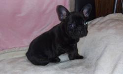 french bulldog puppy,black brindle,male,cute personallity,vet checked,dewormed,first and second shot,he is ready to go,can hold until Xmast with a deposit,comes with a puppy pack,for more info. call 1-780-581-0207