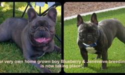 Exciting news here at West Coast Rare Bulldogs!!!
Our very own home grown Blue Eiffel boy & our Jeneveive will have a litter due in December!
Blueberry is from the famous Eiffel Von De Monarchia Bloodlines
Jenny is from an outstanding bloodline. Her sire