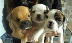 hi
   i have a litter of frenchbulldogs/english bulldog cross they will not be very big they will mature around 20 lbs they come with there first shots and are dewormed . they have a very good temperment . they also have a 6 month health guarantee , the