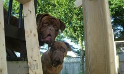 Pure breed Dogue De Bordeaux puppies for sale. Mom and Dad live in house and not out side in kennels. These are big dogs but also very friendly. They love kids.
They come vet checked and needled dewormed. Both mom and dad are very healthy. Dad is 155lbs