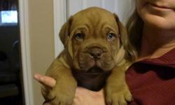 Pure breed Dogue De Bordeaux puppies for sale. Mom and Dad live in house and not out side in kennels. These are big dogs but also very friendly. They love kids.
They come vet checked and needled dewormed, will not be Reg.
Both mom and dad are very