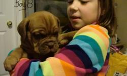Pure breed Dogue De Bordeaux puppies for sale. Mom and Dad live in house and not out side in kennels. These are big dogs but also very friendly. They love kids.
They come vet checked and needled dewormed, will not be Reg.
Both mom and dad are very