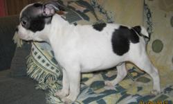 Wonderful Boston Terrier x French Bulldog puppies
These little Frenchton's will steal your heart!  Full of love and spunk!  They are happy and social puppies.
Veterinary reference available
Pups have had first and second vaccinations, a veterinary health
