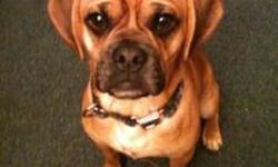 I am re-posting as I had a buyer who backed out last minute:
 
Loveable puggle for sale two years old. House broken, also crate trained. Great with kids and is a great addition to any family.
E-mail for any further information or details.
Would love to