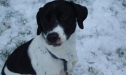 "JASPER"  21 month old Black Lab/Border Collie mix.  Comes with large GREEEAT CHOICE CRATE. 
Jasper's family have undergone a major life change and can no longer give him the room and attention he needs.   He is a quiet natured dog, gentle with small