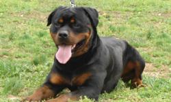 unfortunately because of my job im going to be selling this male rottweiler pup,he was a german import who comes from 5 generations of champions,when i purchased him i paid 2500$ to have him shipped up here .
he comes with all vaccinations complete.he has
