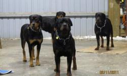 I have male and female german rottweiler pups available now of different ages, parents are on site, pups have there tail, and dew claws removed, dewormed, vet checked, and have first set of vaccines. Parents are very friendly, pups are well socialized