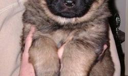 Sire: 3 x World Champion Competitor Kofi vom Kiebitzende
Dam: Kiffie vom Rabaukenhof
This German Shepherd puppy is a sable working line pup.
The mom is a German import and her sire is one of the most successful GSD in Canada.
Her litter mates are sold for