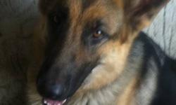 Pure Bred German Shepherd Pups, 2 males, 3 females, colours Black/Tan or Tan Sable. Would make a great family member or a working yard dog! The pups are from Parents with lovely temperaments, have been vet checked, dewormed and have had their 1st