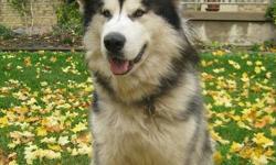Amazing Giant Alaskan Malamute, just over 2 years. He's the love of our life, but we need help caring for him. Awesome personality, tons of energy, gorgeous markings. Has his full shots, and neutered. Amazing with kids and prefers to be with other dogs,