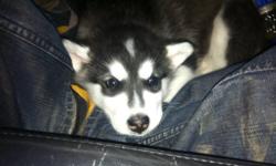 8 week old black and white female giant mal for sale.
This ad was posted with the Kijiji Classifieds app.