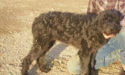 We have 2 beautiful giant schnauzer/standard poodle pups available. These fellas are showing some gaurd dog potential, will be excellent family dogs, great with other dogs, and not overly  aggressive, but will definitly make their presence known. They are