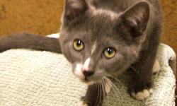Hi, I'm Gidion! I'm currently living at the Sudbury SPCA, but I'd love to find my forever home! I'm a 3-month-old playful kitten up for adoption. I recently came back from my foster home, so I'm socialized with large dogs, cats and children! I'm an