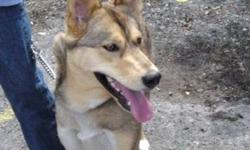 Hi meet Ginger, she is a sweet girl loving and good natured friendly with all dogs and kids.she is a very happy girl and loving and good to be with. loves car ride and is happy to go for any car ride she is a husky mix.and very pretty and nice coat..She