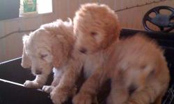Golden doodle pups.  Excellent family and companion dogs.  Father pure
Standard Poodle, mother pure Golden Retriever. Pups will be around 60 pounds when fully grown.  Minimal to non-shedding. Parents can viewed. Pups are vet check, dewormed, health