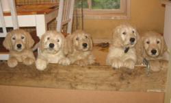 I have 3 beautiful male Golden Doodle puppies for sale.  They are non-shedding and good for families with allergies. 
 
The parents of these pups are purebreds, dad is a standard Poodle and mom is a Golden Retriever.  Dad has had hips checked.  Both