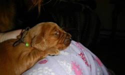 We have Red Golden Retriever/Irish Setter Hybrid Puppies for Sale. 
The Golden Irish is a cross between our Red Golden Retriever and our Irish Setter.  The Dad is a Purebred and the Mom is also a purebred Irish setter. We have 11 Beautiful highly