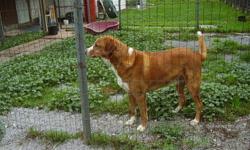 Big Red  Male      Could be Golden mix.   He is nuetered and very sweet.
No problems have been seen.
He is in the dog pound looking for a family to love him.
I am not sure if he six or less.   Large but gentle.