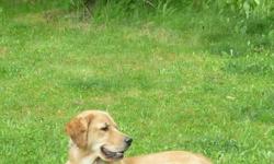 We are looking to re-home our Golden Retriever. She is an indoor family dog. She is fully trained , and has a laid back and loving temperament. She has been spade and is up to date on her vaccinations. We are not in a rush to re-home her , but rather are