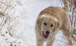 Pure Bred Golden Retriever needs forever home in time for x-mas.  All shots dewormed vet checked.  He is house broken and is well socialized he loves kids and has an excellent temperment.  Parents on site for viewing.