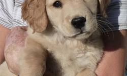 Non-registered, Golden Retriever female puppy.  She has had her 1st shots and deworming.  She is brave and strong.  She loves the outdoors, just like her parents do, and she can keep up with them!
Last puppy from a litter of 11.
For more information,