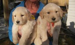 Non-registered Golden Retriever puppies.  They will have first shots and deworming.  Available from litter of  eleven:  5 boys and 4 girls (2 girls are sold).  Parents are gentle, eager to learn, athletic and beautiful.   Great family pets!  Delivery